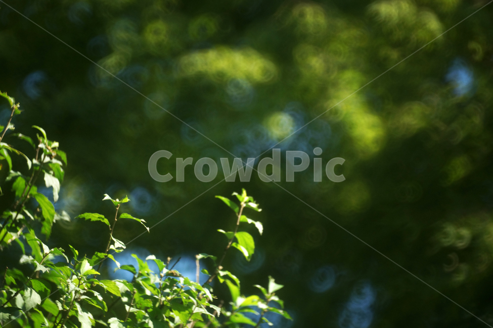 잎,나뭇잎,녹음,계절,여름,식물,자연,그린,식물,자연,plants,nature