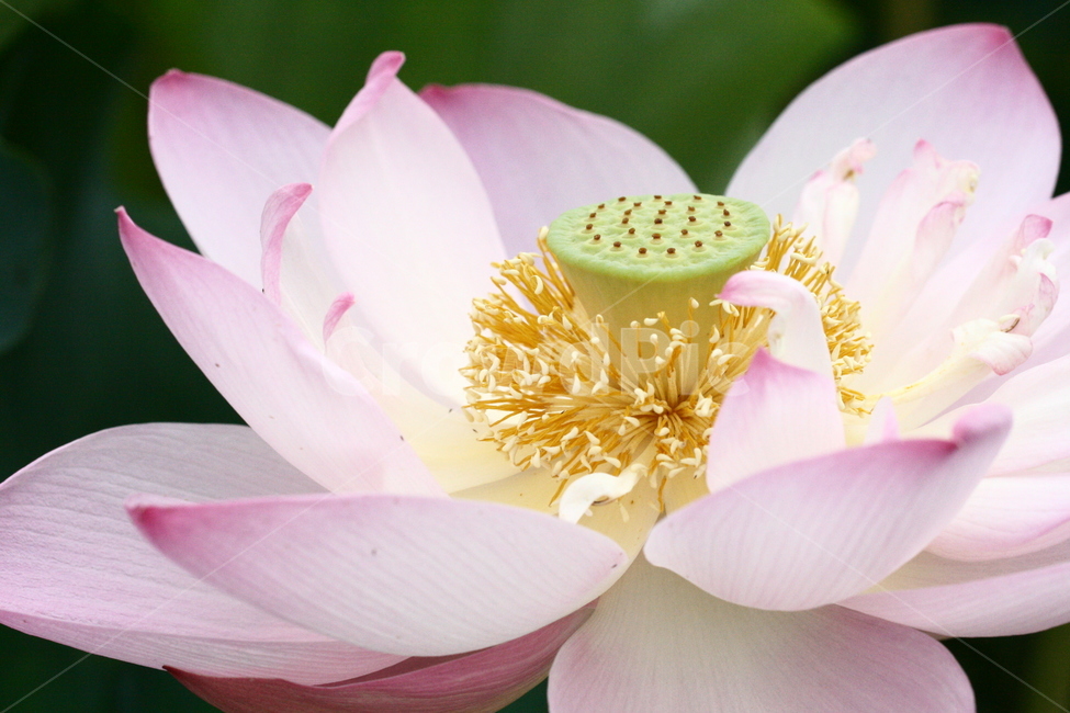연꽃,식물,꽃,자연,nature,flower,plants,감성사진,색감