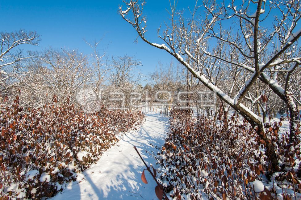 snow scene,nature,city park,winter,scenery,trees,walking trail,january,snow,winter landscape,park,landscape