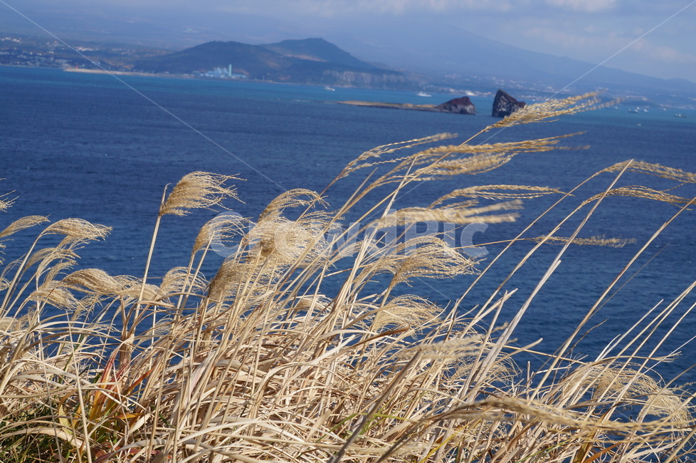 바람,제주도,한국,겨울,바다,겨울바다,하늘,파란,자연,풍경,nature,landscape,grass,잔디,plant,식물,lawn