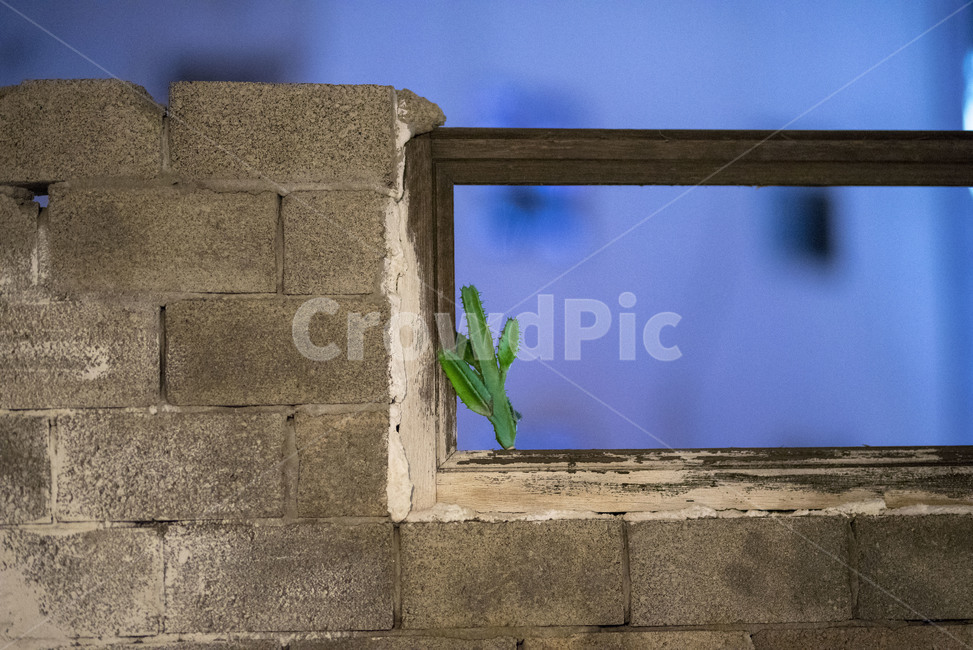 선인장,벽,미니선인장,cactus,wall,식물,자연,plants,nature,감성,sensible,feeling