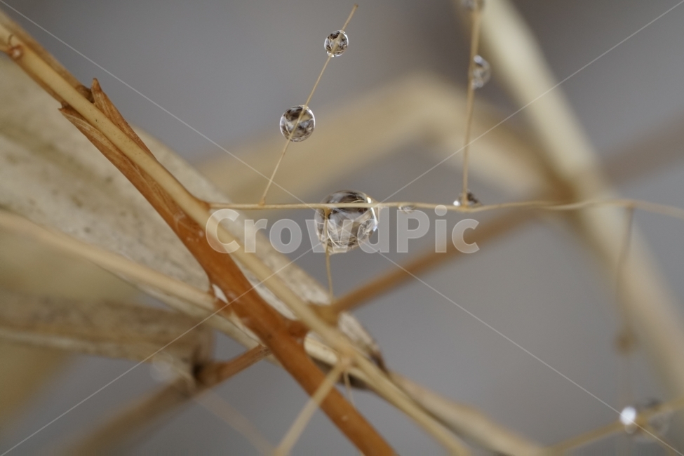겨울,winter,season,계절,2월,February,물방울,이슬,waterdrop,dropofwater,식물,plants,자연,nature,접사,마크로,클로즈업,macro,closeup,landscape,풍경,snap,스냅,풀,잡초,추운,추위,춥다,눈이녹은,눈이녹다,얼음이녹음,얼음이녹은,얼음이녹다,눈녹음,cold,한국자연,투명,투명한,투명하다,맑은,맑다,구슬,유리,식물,자연,plants,nature