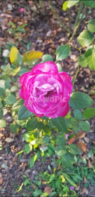 rose,장미,꽃,floral,nature,bloom,flower,garden,정원,petal,꽃잎