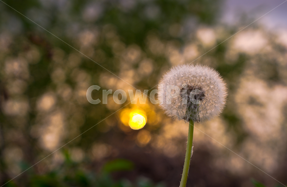 봄,뽐꽃,꽃,계절,식물,감성,자연,야생화,들꽃,식물,자연,plants,nature,꽃,flower