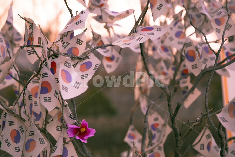 flag,Korean Flag,taegeukgi,independence,Liberation Day