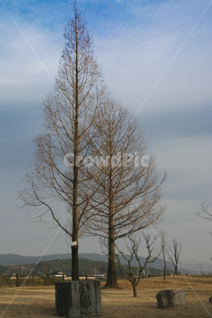 나무,키큰나무,하늘,구름,메타세콰이어,자연,풍경,nature,landscape,식물,plants,나무,trees,wood,tree,plant