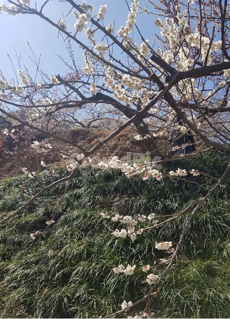 매화,나무,초록,자연,풍경,nature,감성,landscape,봄,계절,spring,season