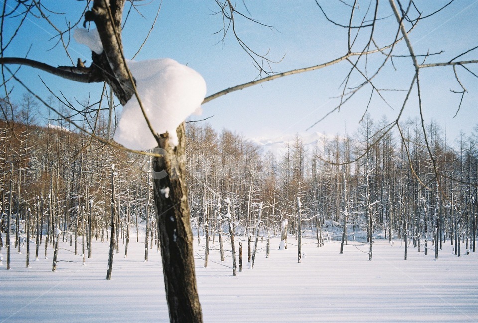 nature,자연,나무,설경,눈,폭설,겨울풍경,겨울,계절,winter,season,자연,풍경,nature,landscape