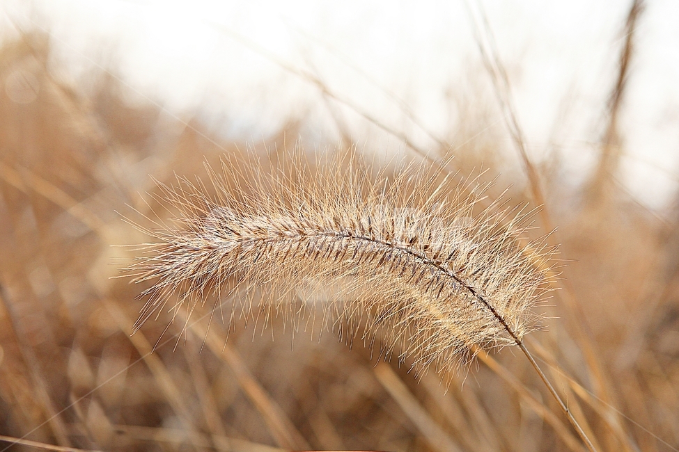 강아지풀,강아지풀꽃,꽃,잡초,가을,풀,공원,야외,가을,계절,fall,autumn,season,식물,자연,plants,nature