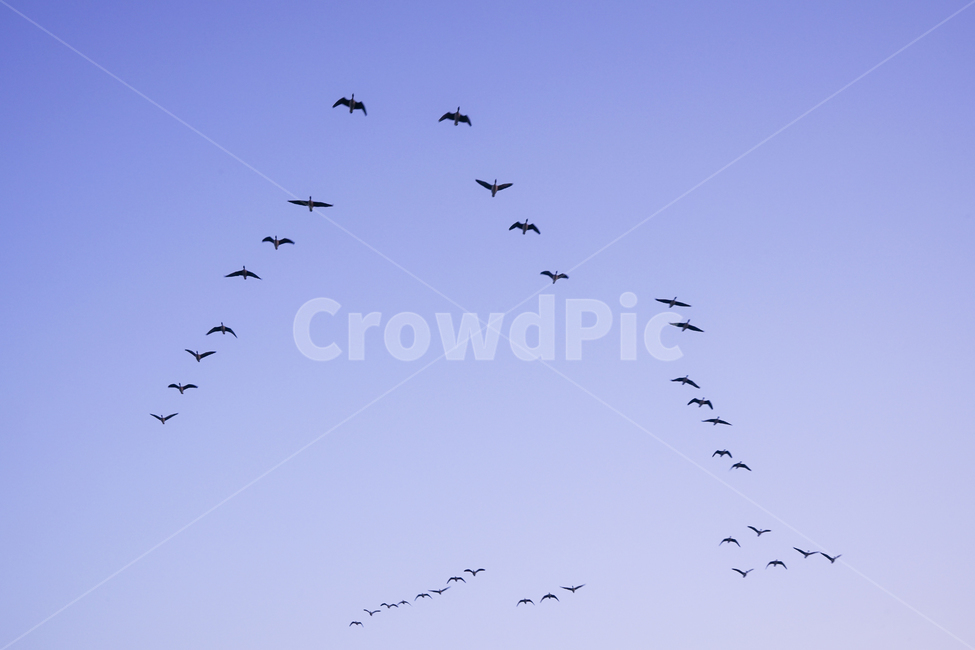 새,조류,철새,겨울철새,동물,비행,떼,감성,하늘,동물,animal,조류,새,birds