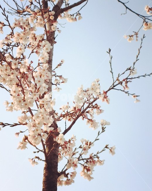 벚꽃,봄,4월,하늘,맑음,봄,계절,spring,season,식물,자연,plants,nature,꽃,flower,plant,blossom