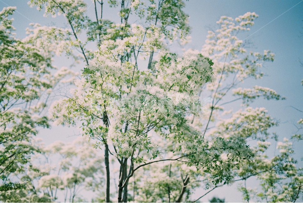 plant,식물,tree,나무,이팝나무,필름,필름카메라,꽃,flower,식물,자연,plants,nature