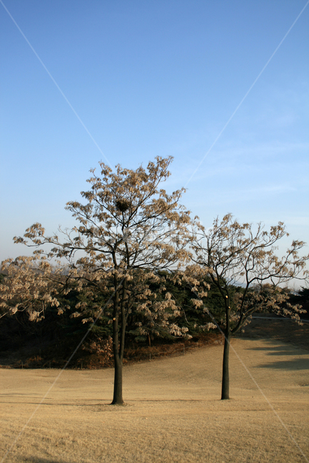 겨울,나무,풍경,하늘,공원,겨울,계절,winter,season,자연,풍경,nature,landscape,tree,plant,식물,tree trunk,나무 줄기