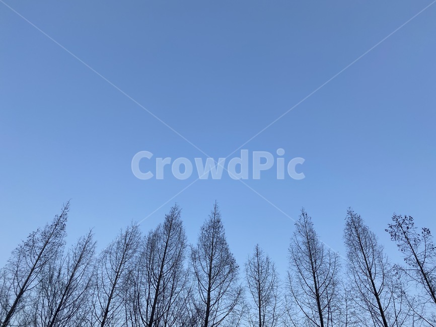 tree,하늘,겨울하늘,나무,나뭇가지,배경,background,파랑색,여백,배경화면,식물,자연,plants,nature,나무,trees,wood