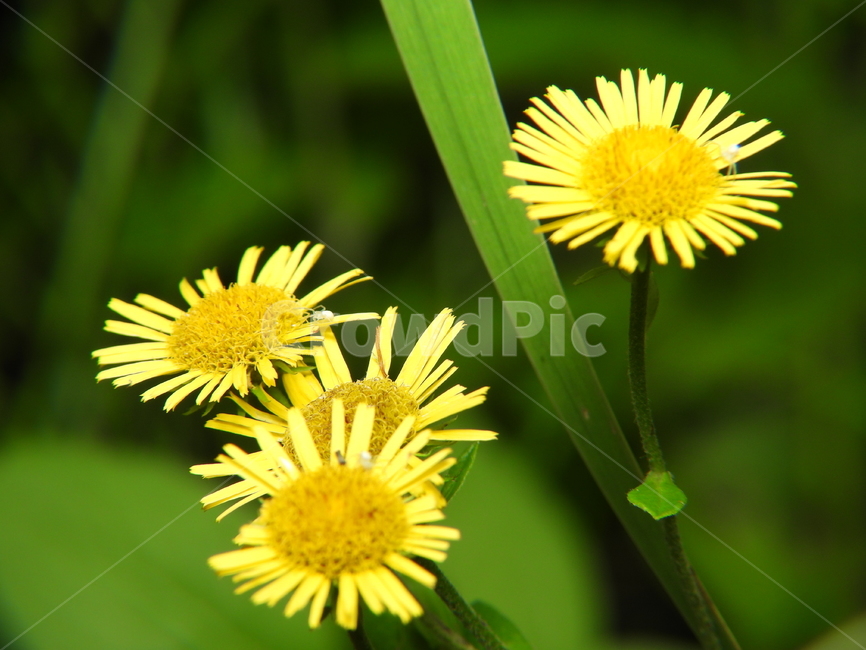꽃,식물,자연,풀잎,노랑색,녹색,식물,자연,plants,nature,꽃,flower