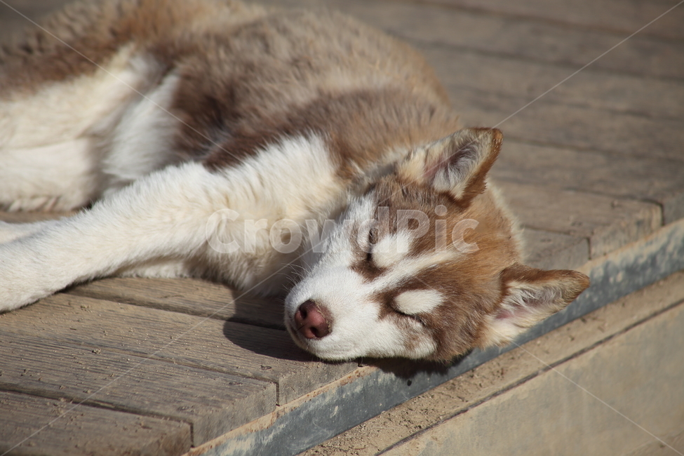 시베리안허스키,개,동물,포유류,siberianhusky,동물,animal,포유류,mammal,개,강아지,dog,doggy