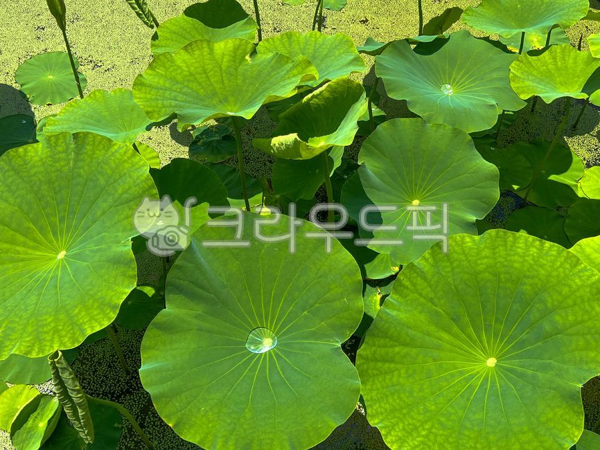 leaf, green, 녹색, flower, 연잎, 사진,이미지,일러스트,캘리그라피 - 트래블러DNA작가