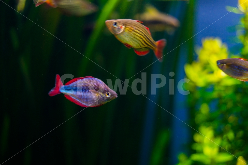 수족관,물고기,여름,바다,감성,시원함,동물,animal,어류,물고기,fish