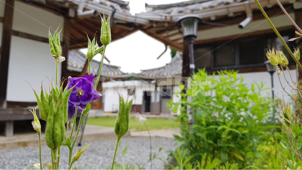 한국,시골풍경,꽃,korea,flower,식물,자연,plants,nature,꽃,flower