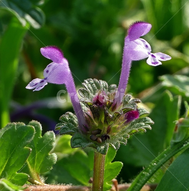 광대나물,꽃,식물,야생화,아이리스,식물,자연,plants,nature,꽃,flower