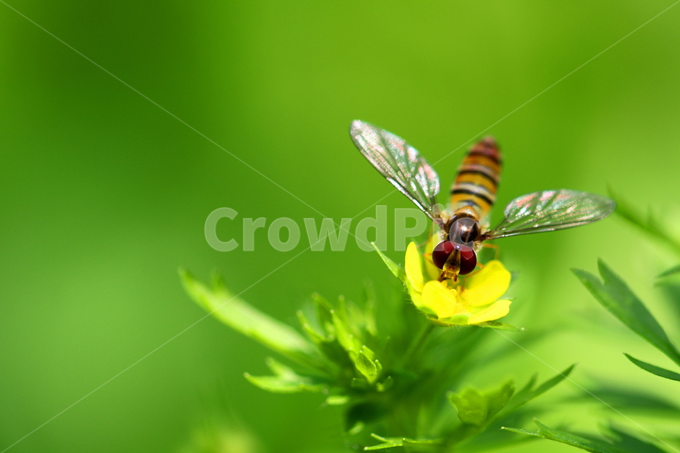 식물,동물,꽃,곤충,벌,식물,자연,plants,nature,꽃,flower,동물,animal,곤충,벌레,insect,bug