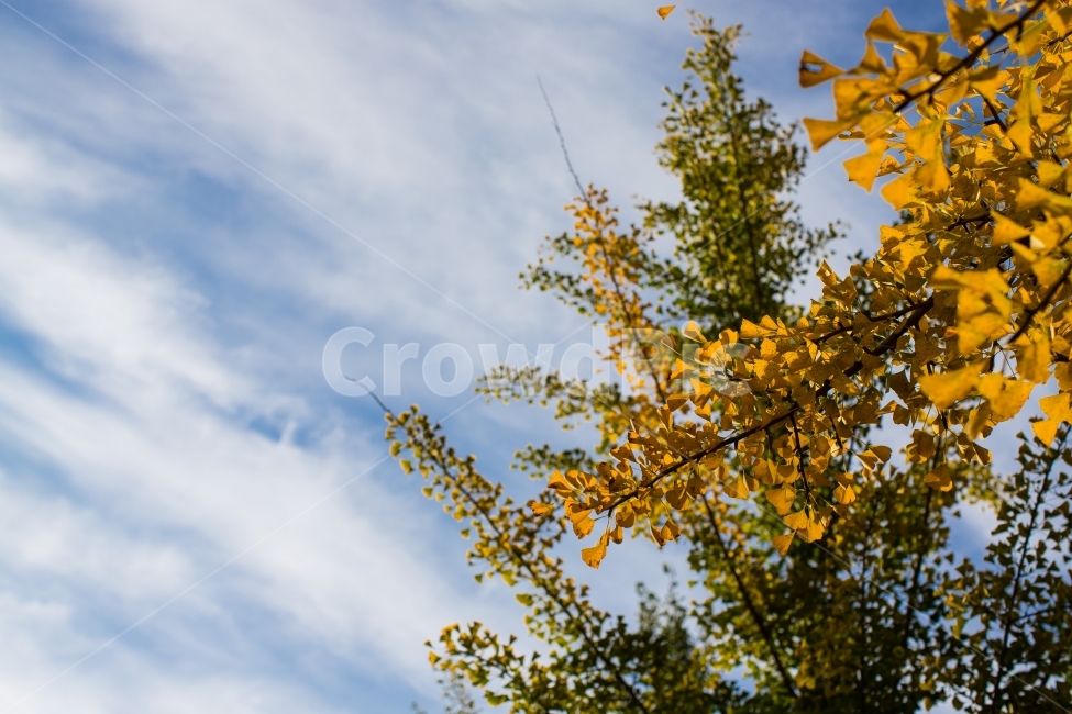 단풍,은행,나무,가을,계절,산,하늘,풍경,가을,계절,fall,autumn,season,식물,자연,plants,nature,plant