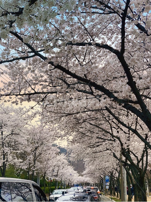 대한민국,대구,수성못,벚꽃길,드라이브,노을,식물,벚꽃,꽃,blossom,cherryblossom,plant,flower,daegu,drive,sunset