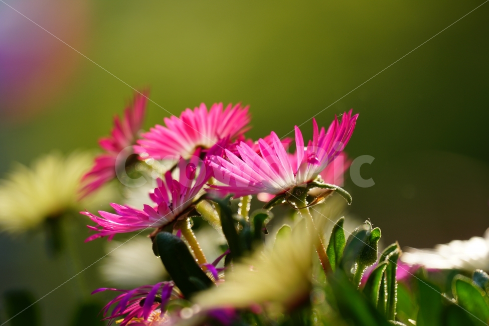 리빙스턴데이지,꽃,플라워,식물,자연,봄,5월,flower,nature,spring,꽃사진,감성,감성사진,힐링,힐링사진,느낌,분위기,화사한,화사하다,밝은,밝다,싱그러운,싱그럽다,싱싱하다,싱싱한,순수,순수하다,순수한,깨끗한,깨끗하다,깨끗,feel,feeling,식물,자연,plants,nature,꽃,flower