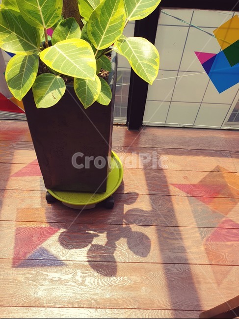 화분,감성,휴식,식물,plants,nature,실내용화초,화초,houseplant,interiordesign,공기정화식물,sensible,feeling,빛,햇빛,분위기,창가,창문,풀,그림자,잎사귀,rest,따뜻함,relaxation,healing,색감,조화로운,공간,배경,창틀,깨끗한,녹색,봄,여름