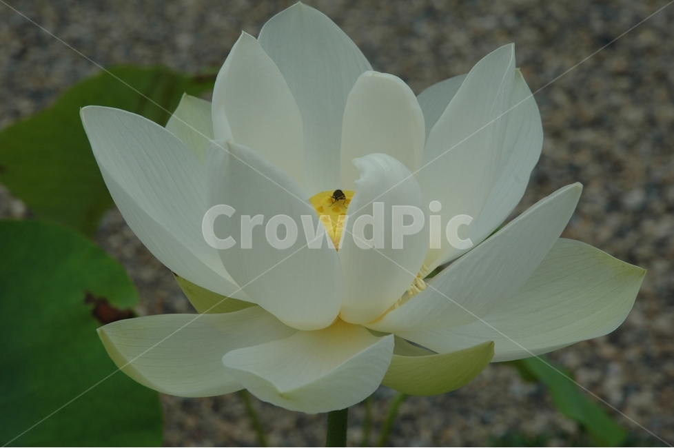 백련,연꽃,꽃,순결,whitelotus,식물,자연,plants,nature,꽃,flower,동물,animal,곤충,벌레,insect,bug