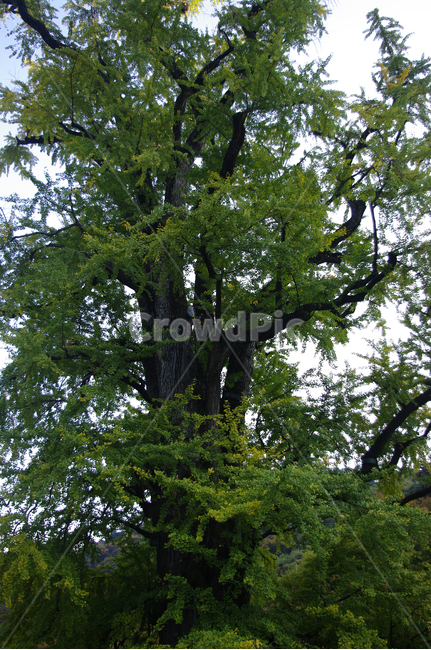 은행나무,잎,식물,plant,은행잎,식물,자연,plants,nature,나무,trees,wood