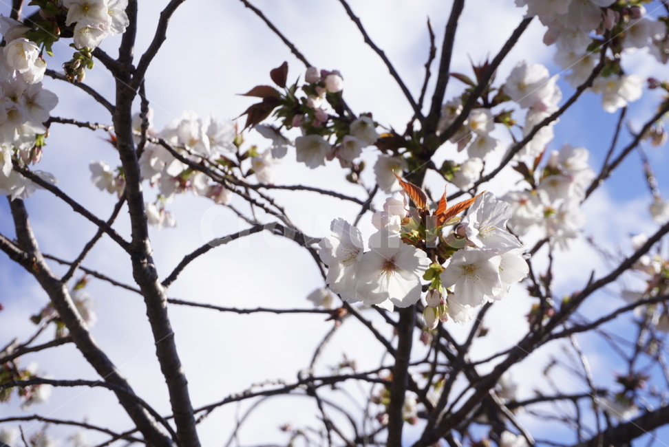 꽃,봄,자연,식물,햇살,봄,계절,spring,season,식물,자연,plants,nature,꽃,flower,plant,blossom