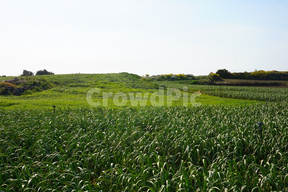 들판,싱그러움,풀잎,초록,풍경,마늘밭,green,제주도,field