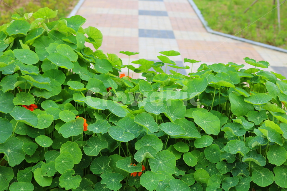한련화,금련화,식물,허브,한련,금련,식물,자연,plants,nature