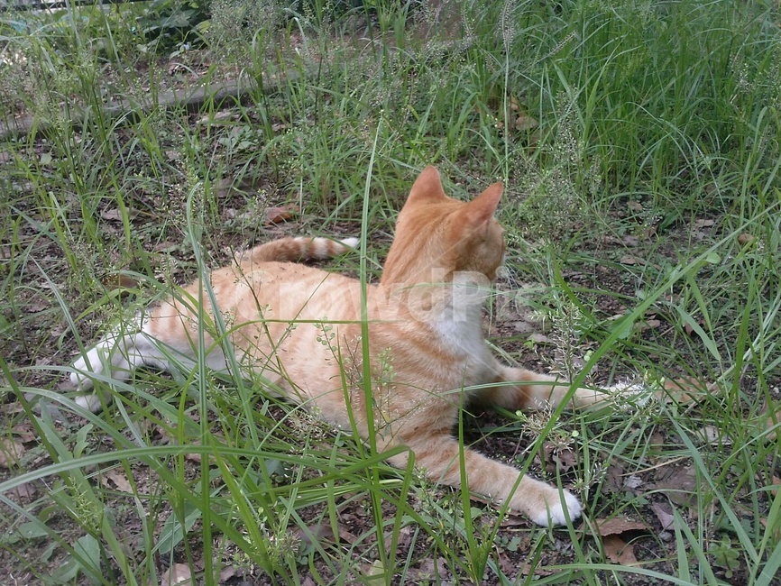 고양이,길고양이,유기묘,코숏,코리안숏헤어,길냥이,cat