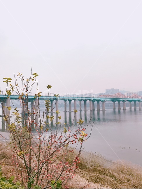 풀,열매,다리,한강,강,도시,풍경,city,landscape,한국도시풍경,한국도시경관,korea cityscape