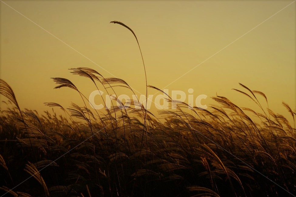 가을,억새,식물,자연,일몰,석양,감성,서정,fall,바람,풍경,nature,autumn,계절,season,가을,계절,fall,autumn,season,자연,풍경,nature,landscape,grass,잔디,plant,lawn,reed,갈대