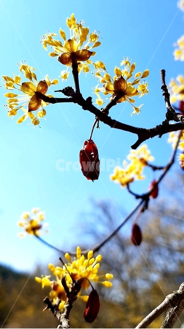 봄,산수유,산수유마을,산수유축제,산수유꽃,식물,자연,plants,nature,꽃,flower