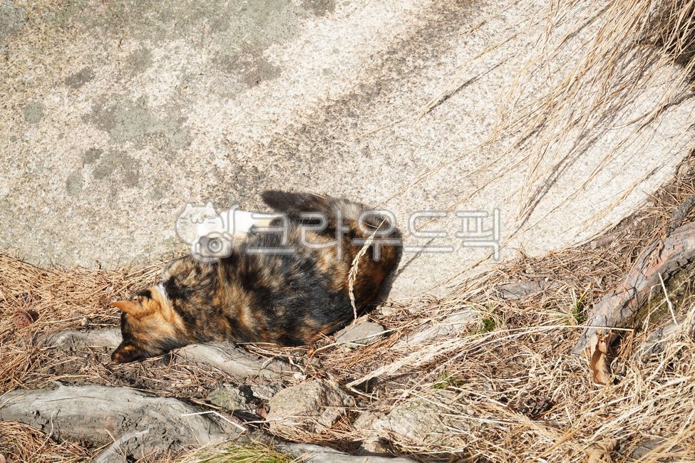 rock,nature,cat,wallow,chaos cat,wild animals