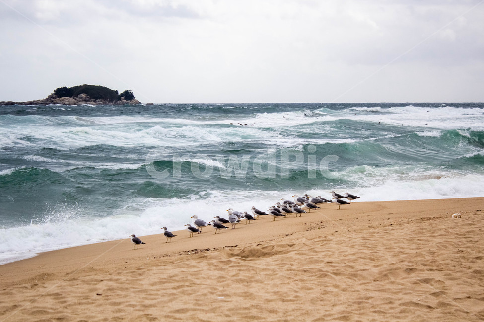 ocean,nature,대양,바다,sea,겨울,새,겨울바다,해변,바다,beach,sea