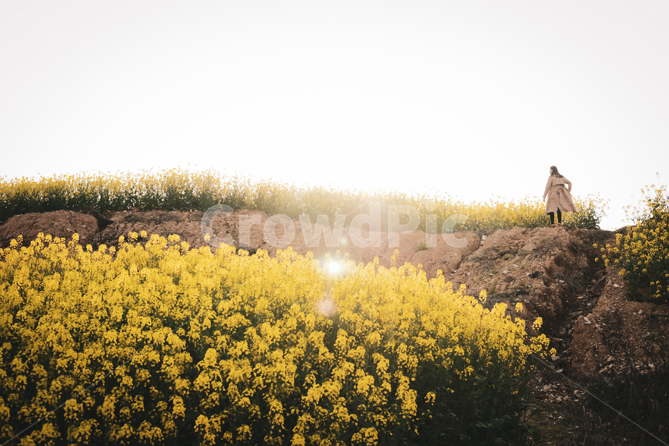 유채꽃,석양,들판,봄날,흑백,오후,nature,자연,outdoors,field,들