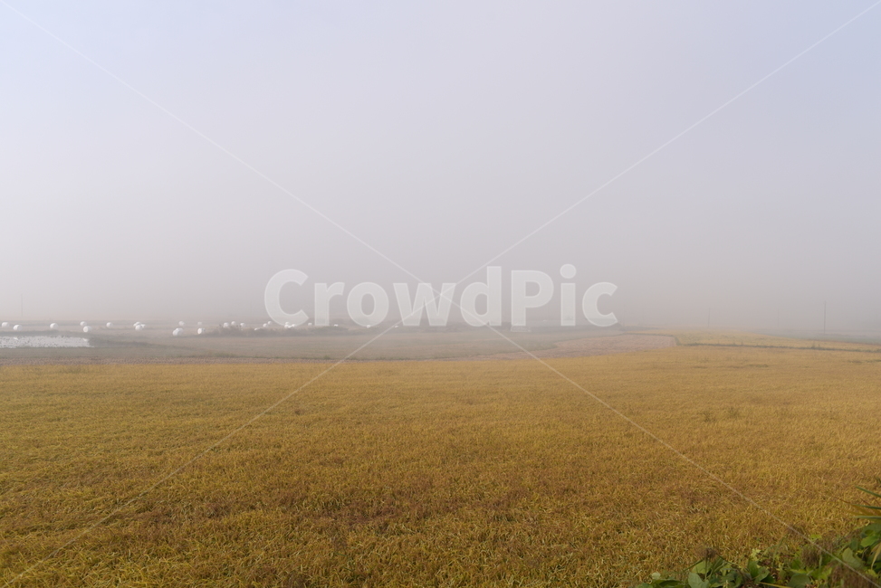 fog,안개,mist,nature,자연,날씨,논,가을,풍경,자연,풍경,nature,landscape