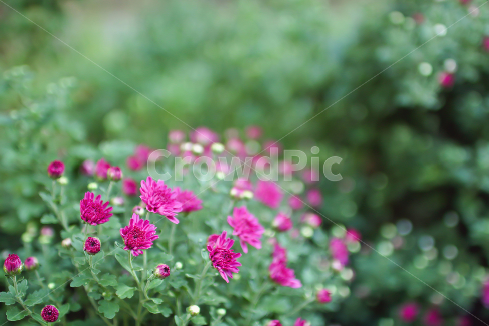 splendor,geranium,pink,blossom,green,flower bed,nature,ornamental plant,simplicity,full bloom,flower,calm,petal,flower bud,affix,plant,fall flowers,autumn
