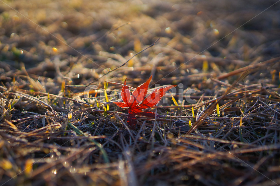 단풍잎,빨강,가을,잔디,빛,ground,바닥,plant,식물,leaf,잎