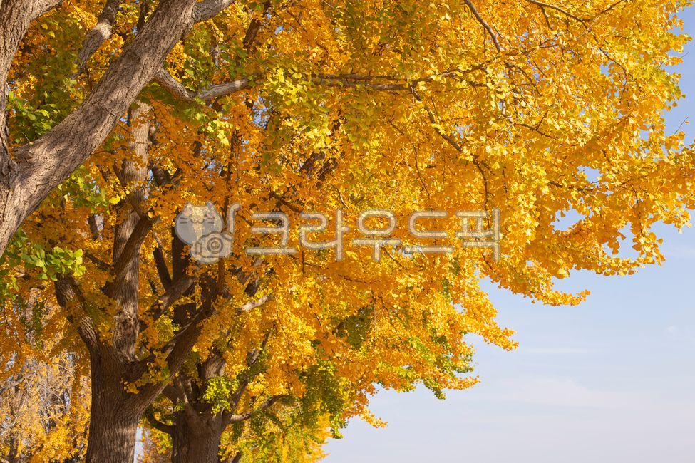 Ginkgo tree,ginkgo leaves,ginkgo tree road,maple leaves,fall