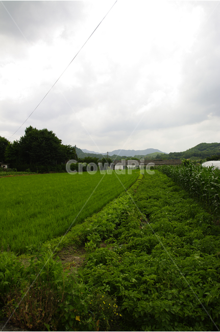 시골,논밭,풍경,논,나무,하늘,초록,자연,풍경,nature,landscape,시골,마을,country,rural,town,grassland,목초지,field,들,outdoors,옥외,paddy field,패디 필드