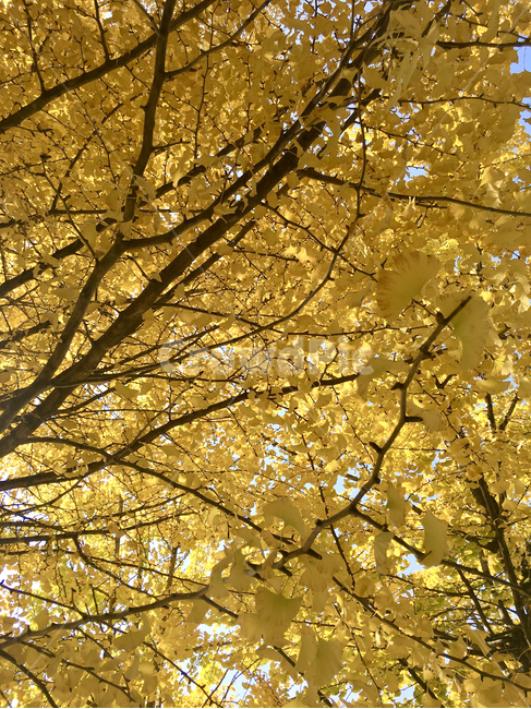 은행나무,가을,잎,leaf,yellow,tree