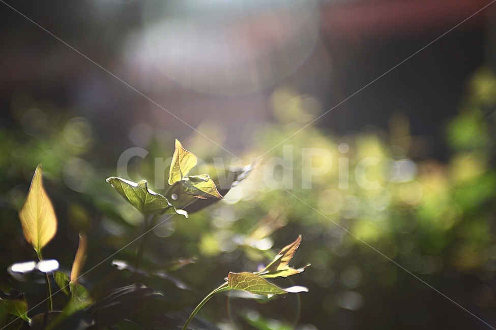 leaf of grass,atmosphere,Atmosphere photo,photo,Photo,leaf,mullae,Emotional photo,Mullaedong,sunlight,plant,go out,photographer,art village,Emotion,dog,photography,snapshot,Mullae Art Village,snap