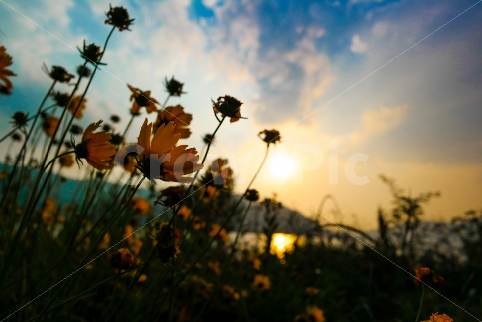 낙동강,강,평야,빛내림,구름,빛,하늘,꽃,일몰,식물,자연,plants,nature,꽃,flower,감성,sensible,feeling