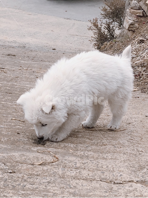 시골,강아진,진돗개,아기,귀여움,포유류,mammal,개,강아지,dog,doggy